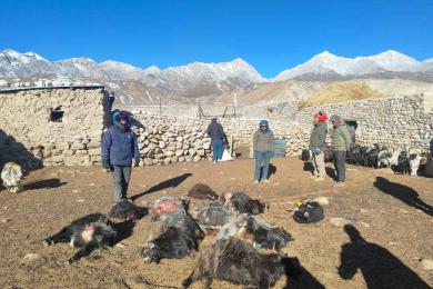 उपल्लो मुस्ताङमा हिमचितुवाको आक्रमणबाट २१ भेडाच्यांग्रा मरे